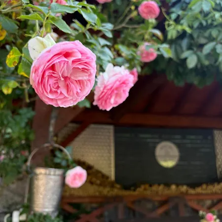 Gastehaus Gerhardt Homestay